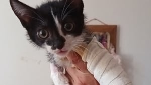 Illustration : De lourds soucis de santé se cachaient derrière la joie de vivre d’un chaton heureux d’avoir été sauvé 