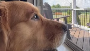 Illustration : Le rituel quotidien bouleversant d'une chienne qui continue d'espérer revoir son humain, hélas parti pour toujours (vidéo)