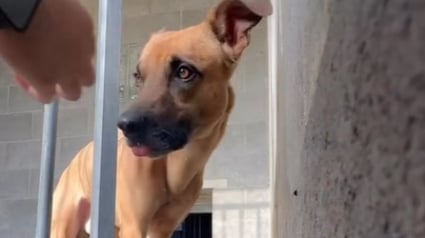 Illustration : Sauvé après 2 années de solitude, ce chien enfermé derrière une vitre de véranda découvre pour la première fois la vraie vie (vidéo)