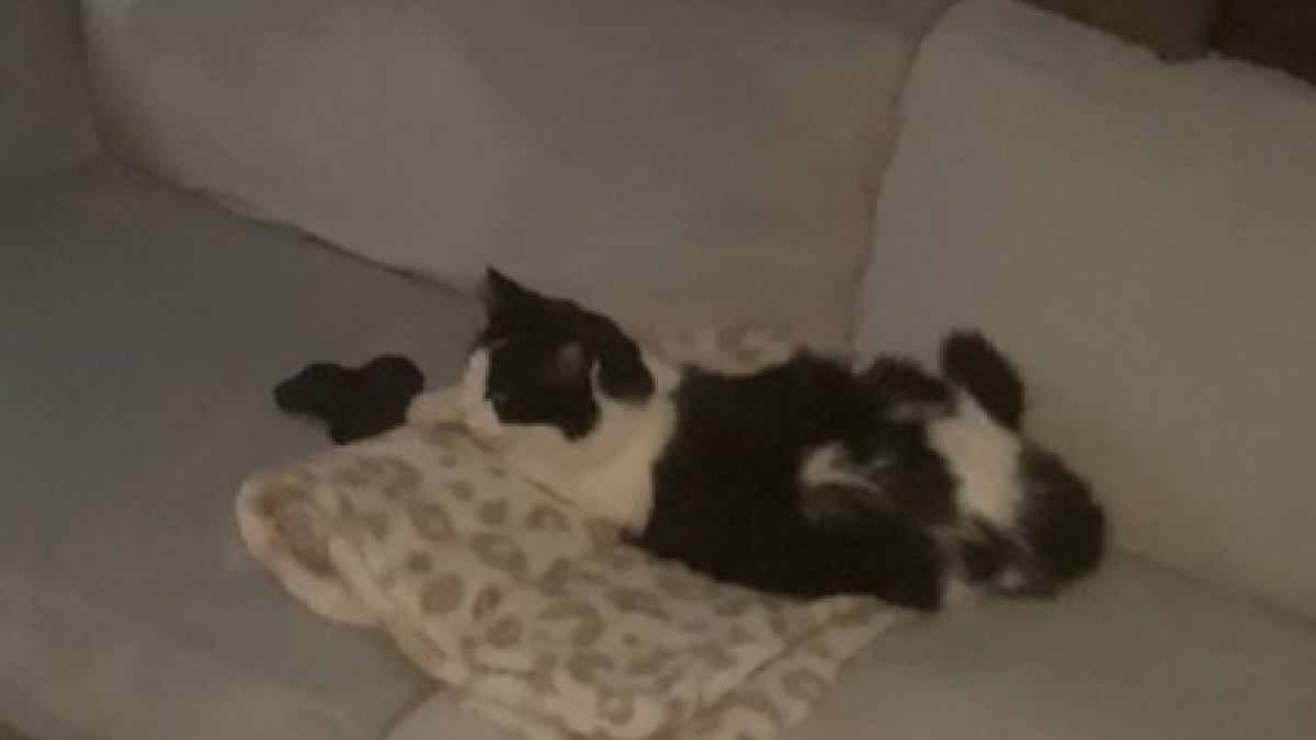 Illustration : "Une femme retrouve constamment des chats inconnus allongés chez elle"