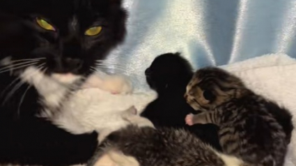 Illustration : Ils déménagent et abandonnent leur chatte enceinte sur place, mais dans son malheur, cette dernière gagne au change 