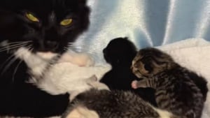 Illustration : Ils déménagent et abandonnent leur chatte enceinte sur place, mais dans son malheur, cette dernière gagne au change 