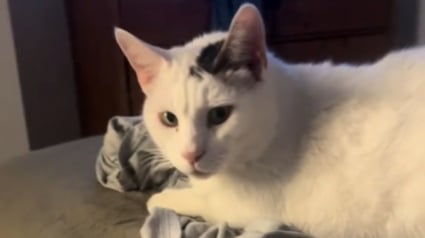 Illustration : Les pleurs incessants d'un chat inquiètent sa maîtresse qui l'emmène chez le vétérinaire et ne comprend pas le diagnostic (vidéo)