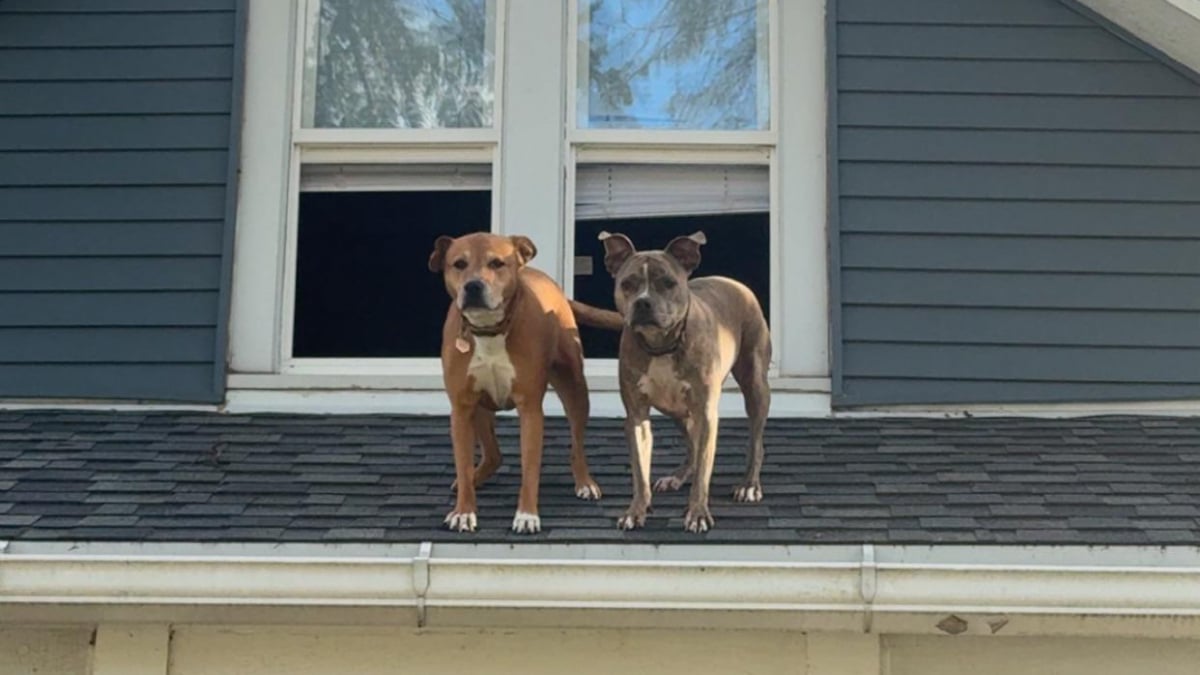 Illustration : "En rentrant chez elle, cette femme est accueillie par ses 2 toutous… depuis le toit de la maison"