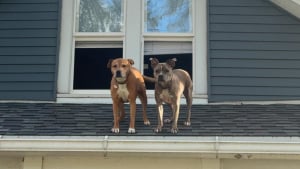 Illustration : En rentrant chez elle, cette femme est accueillie par ses 2 toutous… depuis le toit de la maison