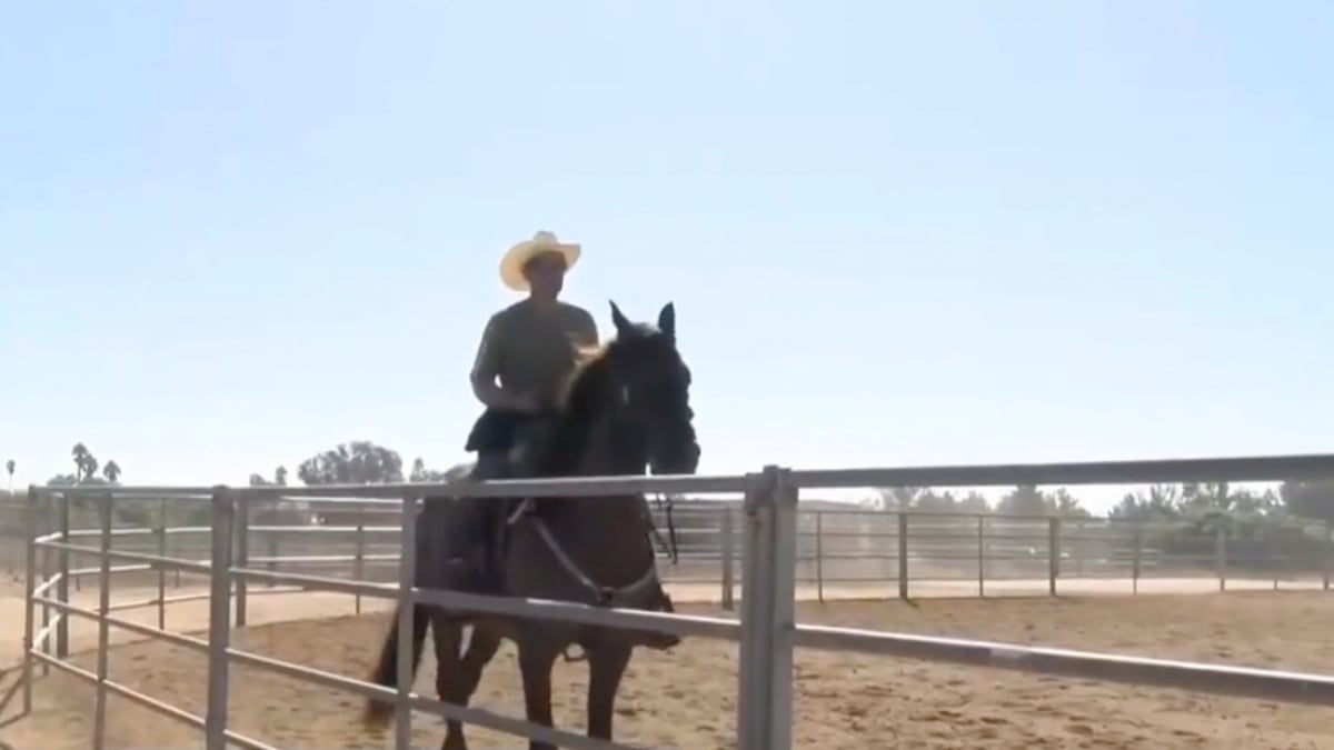 Illustration : "Secouru de la maltraitance, ce cheval connaît une seconde vie en tant qu’assistant des forces de l’ordre (vidéo)"