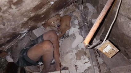 Illustration : Ce courageux toutou sauve sa famille d’un puissant séisme, mais passe 2 jours en partie enseveli sous les décombres
