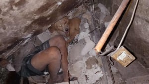 Illustration : Ce courageux toutou sauve sa famille d’un puissant séisme, mais passe 2 jours en partie enseveli sous les décombres