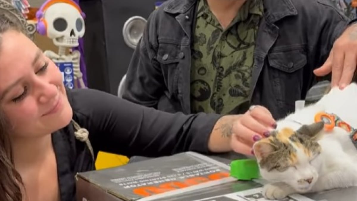 Illustration : "Des employés déploient de gros moyens pour retrouver la chatte qui vit au magasin, embarquée dans un camion de livraison "