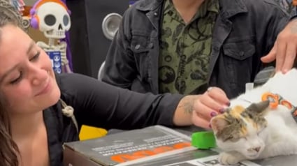 Illustration : Des employés déploient de gros moyens pour retrouver la chatte qui vit au magasin, embarquée dans un camion de livraison 