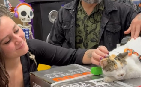 Des employés déploient de gros moyens pour retrouver la chatte qui vit au magasin, embarquée dans un camion de livraison 