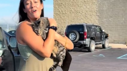 Illustration : « Le chat est sur le toit », une famille qui part en vacances et découvre son chat sur le toit de la voiture après 160 kilomètres de trajet