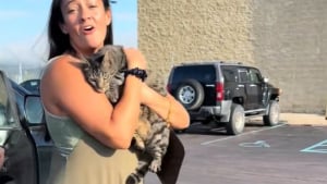 Illustration : « Le chat est sur le toit », une famille qui part en vacances et découvre son chat sur le toit de la voiture après 160 kilomètres de trajet