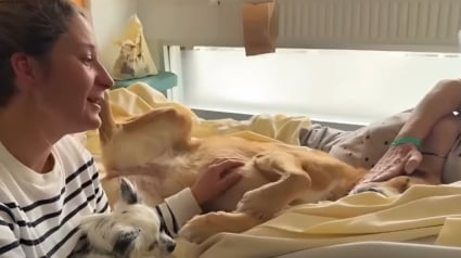 Illustration : Ces 2 chiens ont pour mission d'apporter réconfort et sourires aux malades en soins palliatifs