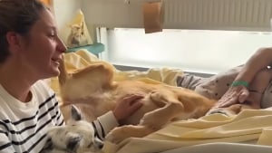 Illustration : Ces 2 chiens ont pour mission d'apporter réconfort et sourires aux malades en soins palliatifs