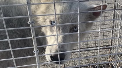 Illustration : Après avoir subi la chaleur écrasante et les moqueries, ce chien devenu méconnaissable renaît à 1 800 km de chez lui