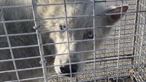 Illustration : Après avoir subi la chaleur écrasante et les moqueries, ce chien devenu méconnaissable renaît à 1 800 km de chez lui