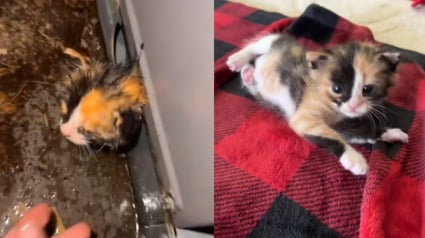 Illustration : « Je n’ai jamais cru qu’elle s’en sortirait », coincé dans un climatiseur, un minuscule chaton vit un sauvetage inoubliable et trouve une nouvelle famille (vidéo)