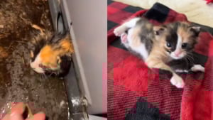 Illustration : "« Je n’ai jamais cru qu’elle s’en sortirait », coincé dans un climatiseur, un minuscule chaton vit un sauvetage inoubliable et trouve une nouvelle famille (vidéo)"