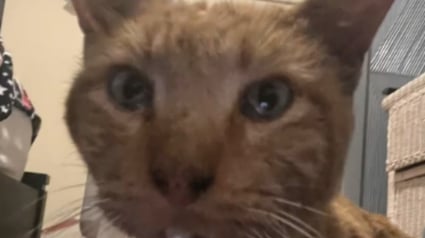 Illustration : Introuvable depuis 4 ans, un chat réapparaît juste à temps pour vivre ses derniers jours auprès de son humaine (vidéo)