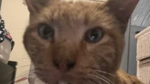 Illustration : Introuvable depuis 4 ans, un chat réapparaît juste à temps pour vivre ses derniers jours auprès de son humaine (vidéo)