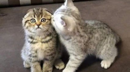 Illustration : 15 photos de chats tellement adorables qu&rsquo;ils devraient &ecirc;tre d&eacute;clar&eacute;s tr&eacute;sors nationaux