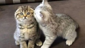 Illustration : "15 photos de chats tellement adorables qu’ils devraient être déclarés trésors nationaux"