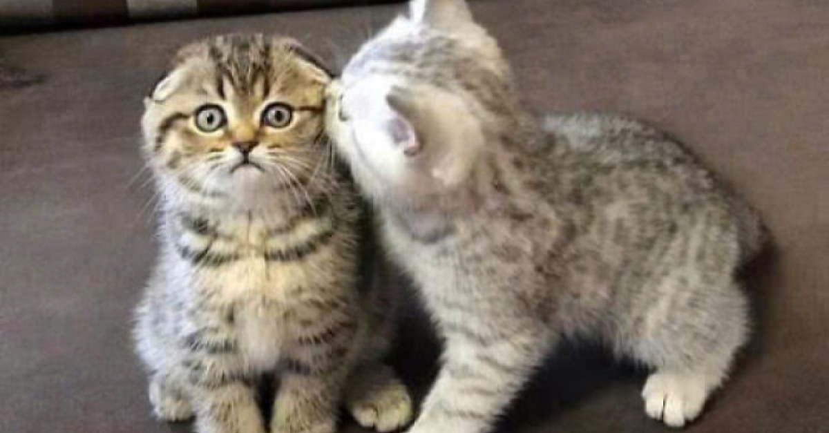 15 photos de chats tellement adorables qu’ils devraient être déclarés — free download