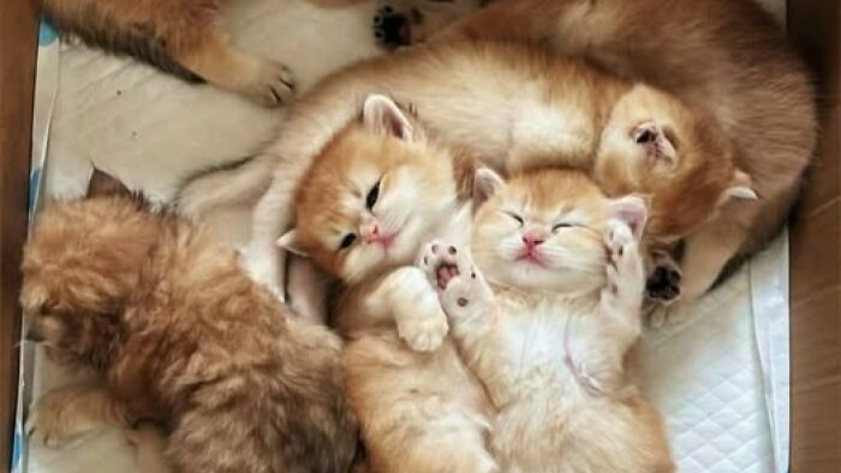 Illustration : "15 photos de chats si adorables qu’ils chassent instantanément la mauvaise humeur"