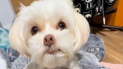 Illustration : Lors d’une grossesse fantôme, une chienne exprime son attachement et entraîne sa maîtresse vers ses chatons imaginaires (vidéo) 