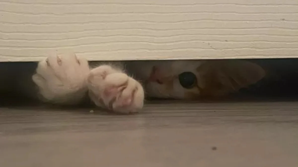 Illustration : "15 photos qui mettent en lumière l’art de vivre selon nos amis les chats"