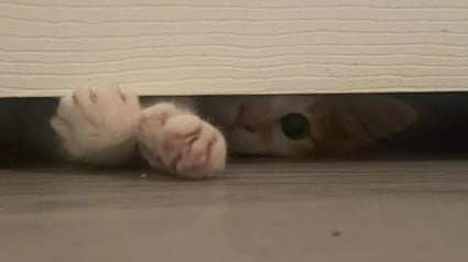 Illustration : 15 photos qui mettent en lumi&egrave;re l&rsquo;art de vivre selon nos amis les chats