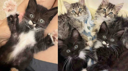 Illustration : De prostrés et terrorisés, ces 4 chatons deviennent des boules d’amour grâce à la bienveillance de leur maman d’accueil