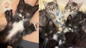 Illustration : De prostrés et terrorisés, ces 4 chatons deviennent des boules d’amour grâce à la bienveillance de leur maman d’accueil