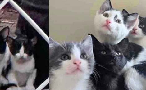 Trouvée dans une ruelle avec ses chatons, une chatte met de côté sa méfiance et trouve sa place dans la boutique appartenant à la femme lui ayant tendu la main