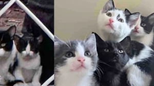 Illustration : "Trouvée dans une ruelle avec ses chatons, une chatte met de côté sa méfiance et trouve sa place dans la boutique appartenant à la femme lui ayant tendu la main"