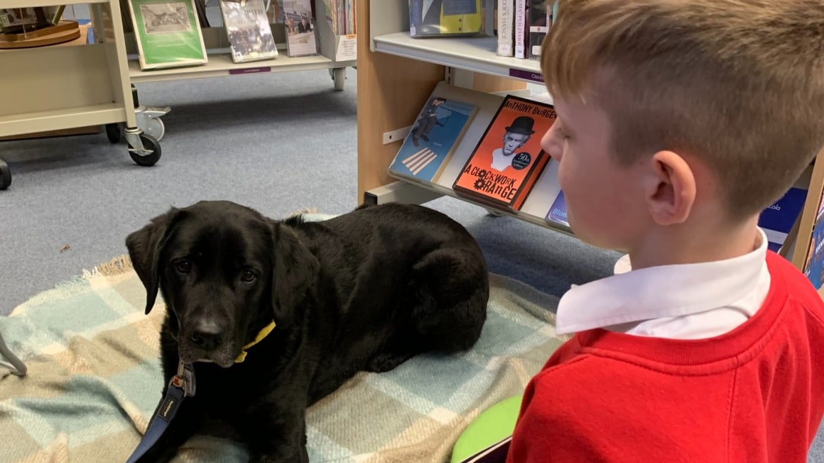 Illustration : "Dans une bibliothèque, un Labrador noir accompagne les enfants pour qu’ils s’exercent à la lecture sans jugement"