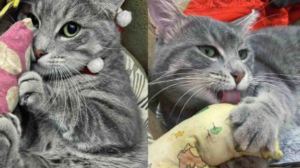 Illustration : Un chat méfiant et solitaire, choisit enfin de se laisser approcher par une femme attentionnée et change de vie