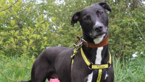 Illustration : Ignoré pendant 3 ans à cause de sa taille et de sa couleur ce chien peut désormais profiter d’un bonheur bien mérité