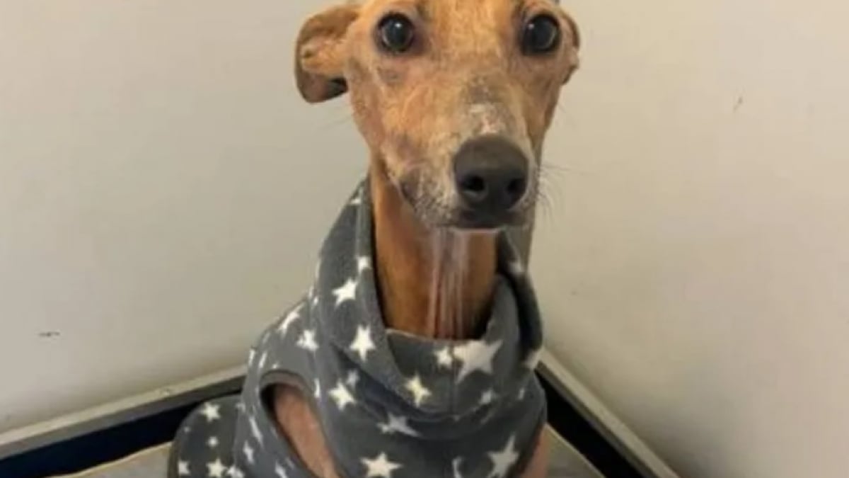 Illustration : "Retrouvé attaché à un arbre, ce chien pesait la moitié de son poids réglementaire lors de son sauvetage"