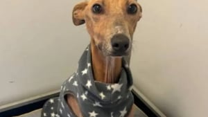 Illustration : "Retrouvé attaché à un arbre, ce chien pesait la moitié de son poids réglementaire lors de son sauvetage"