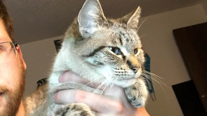 Illustration : Apr&egrave;s avoir v&eacute;cu dans la rue, ce chat devient le meilleur soutien de celui qui l&rsquo;a sauv&eacute;