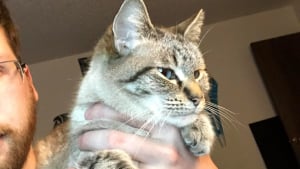 Illustration : Après avoir vécu dans la rue, ce chat devient le meilleur soutien de celui qui l’a sauvé