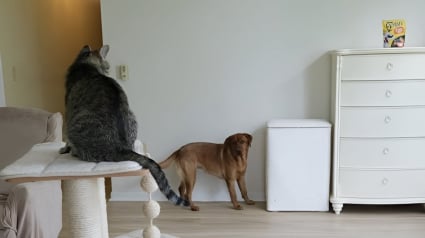 Illustration : Très fusionnelles, cette chienne et sa soeur féline échafaudent un plan pour récupérer un paquet de friandises (vidéo)