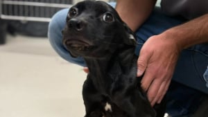Illustration : La chienne découverte dans un état critique au milieu d'un champ de citrouilles poursuit ses progrès, elle s'est remise à aboyer