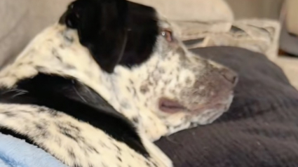 Illustration : « À chaque fois qu’elle m’entend mettre son émission, elle se met à l’aise », cette chienne issue d’un sauvetage nous donne une vraie leçon de confort (vidéo)