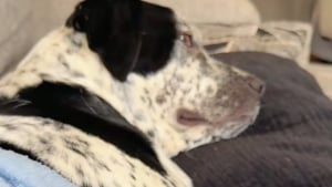 Illustration : « À chaque fois qu’elle m’entend mettre son émission, elle se met à l’aise », cette chienne issue d’un sauvetage nous donne une vraie leçon de confort (vidéo)