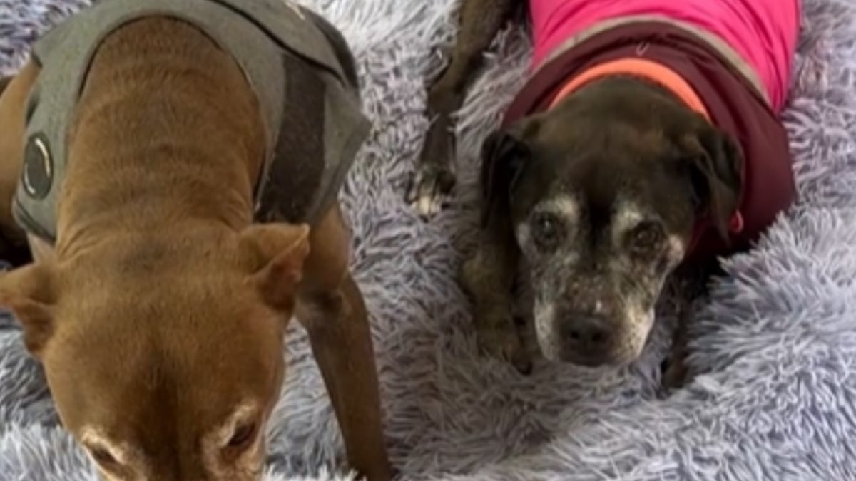 Illustration : "Auparavant terrorisé, ce chien reconnaissant aide sa sœur de 17 ans souffrant de surdité avec tendresse (vidéo)"