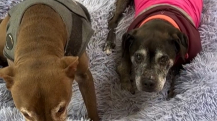 Illustration : Auparavant terrorisé, ce chien reconnaissant aide sa sœur de 17 ans souffrant de surdité avec tendresse (vidéo)