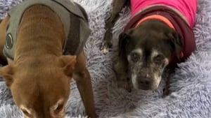 Illustration : Auparavant terrorisé, ce chien reconnaissant aide sa sœur de 17 ans souffrant de surdité avec tendresse (vidéo)
